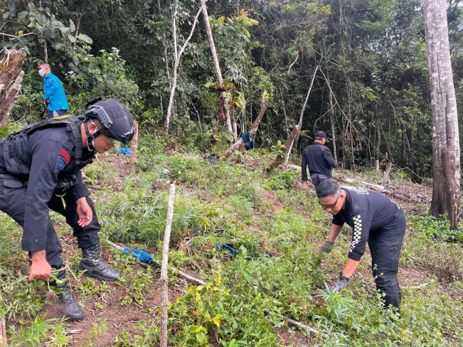 Brimob mencabut ganja. [Dok Brimob]